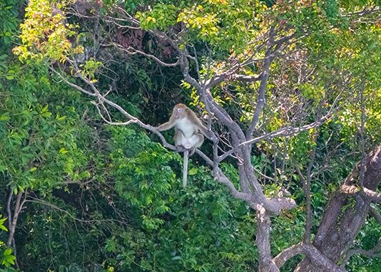 Crab-eating-Macaque-1-e1737356714524